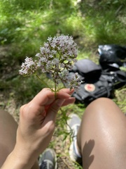 Valeriana officinalis sambucifolia
