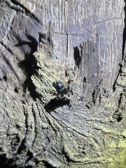 Figulus binodulus