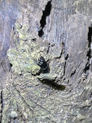 Figulus binodulus