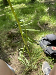 Valeriana officinalis sambucifolia