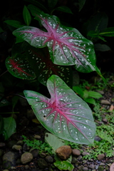 Caladium bicolor image