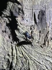 Figulus binodulus