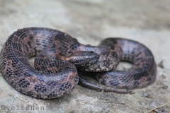 Ovophis monticola