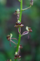 Liparis odorata