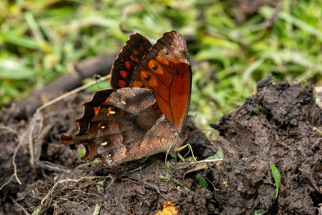 Lasiophila cirta