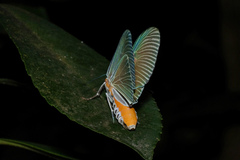 Euplocia membliaria