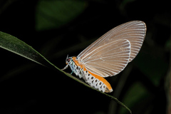 Euplocia membliaria