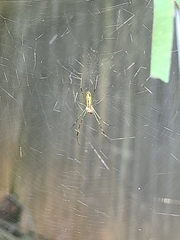 Trichonephila clavata