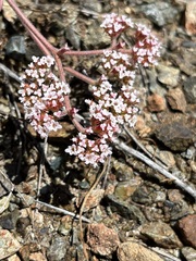 Chorizanthe breweri