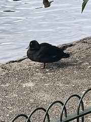 Anas platyrhynchos domesticus