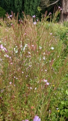 Epilobium obscurum
