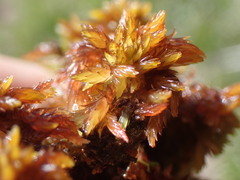 Sphagnum balticum
