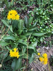 Solidago leiocarpa