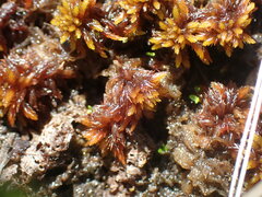 Sphagnum balticum
