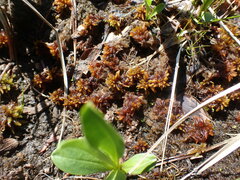 Sphagnum balticum