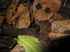 Leptodactylus petersii