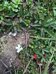 Sibbaldiopsis