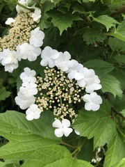 Viburnum opulus americanum