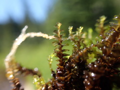 Marsupella sphacelata