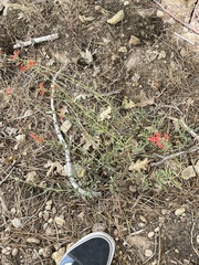 Penstemon rostriflorus