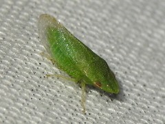 Xerophloea viridis