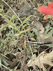 Penstemon rostriflorus