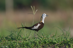 Hydrophasianus chirurgus