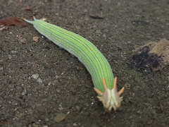 Opsiphanes tamarindi