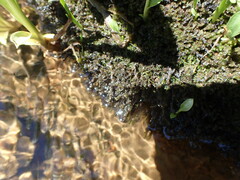 Marsupella sphacelata