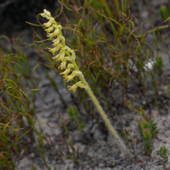 Holothrix brevipetala