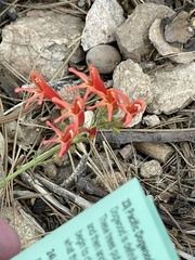 Penstemon rostriflorus