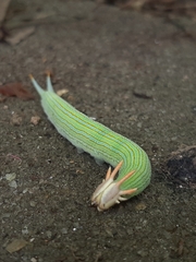 Opsiphanes tamarindi