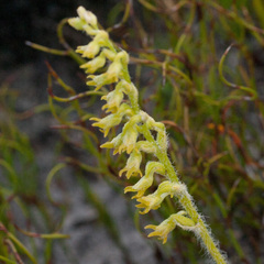 Holothrix brevipetala