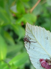 Coreus marginatus