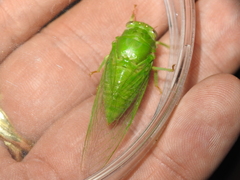 Okanagana viridis