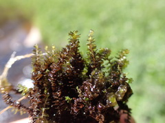 Marsupella sphacelata