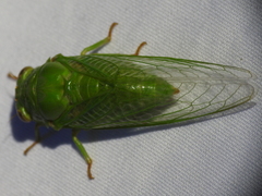 Okanagana viridis