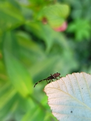 Coreus marginatus