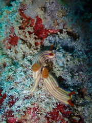 Hypselodoris whitei