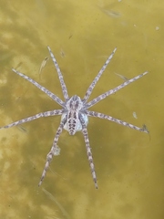 Nilus radiatolineatus