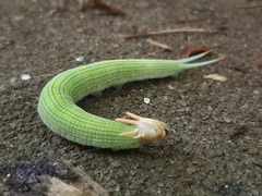 Opsiphanes tamarindi