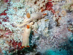 Hypselodoris whitei