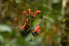 Centropogon granulosus