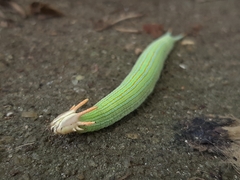 Opsiphanes tamarindi