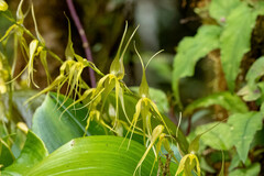 Pleurothallis phalangifera