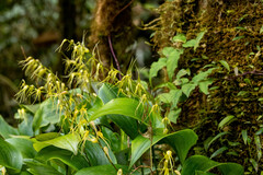 Pleurothallis phalangifera