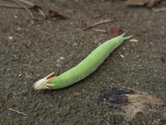 Opsiphanes tamarindi
