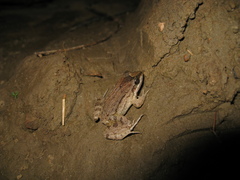 Adenomera hylaedactyla