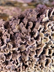 Lithophyllum byssoides