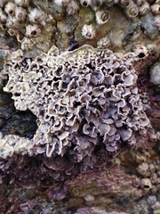 Lithophyllum byssoides